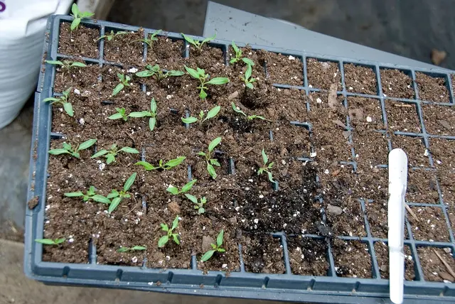 Young tomato seedlings in a module tray of dark compost