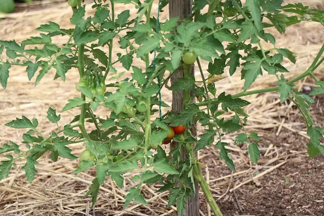 A tomato plant tied to a wooden stake, with green and red fruit and straw mulch underneath
