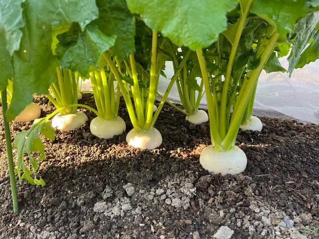 White turnips sitting half out of dark soil under their leaves