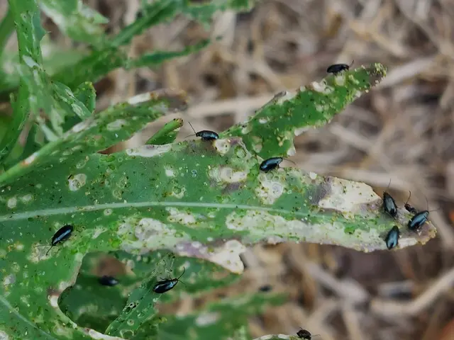 Small dark flea beetles on a leaf riddled with feeding holes