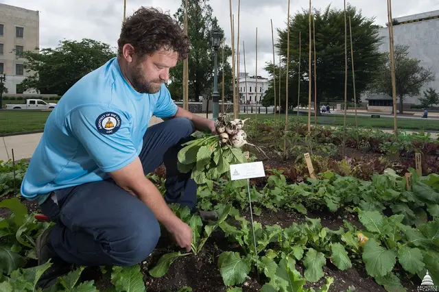 A gardener kneeling in a vegetable bed holding a bunch of freshly pulled white turnips