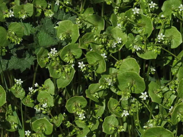 A lush stand of flowering winter purslane with plate-like leaves around the flower stems