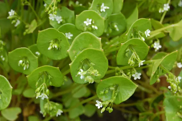 Round, cupped winter purslane leaves with small white flower clusters in their centres