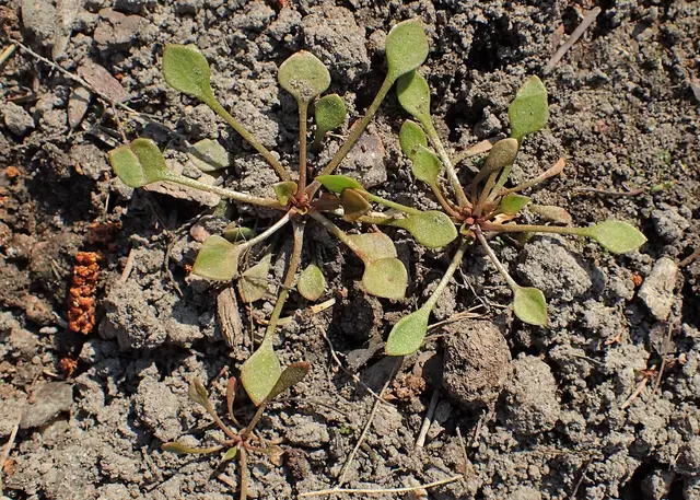 Young winter purslane rosettes with long-stalked, spoon-shaped leaves on bare soil