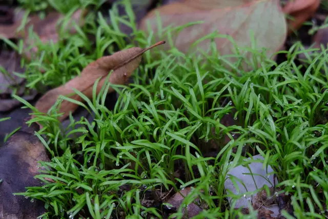 A carpet of narrow, grass-like winter purslane seedlings among fallen autumn leaves