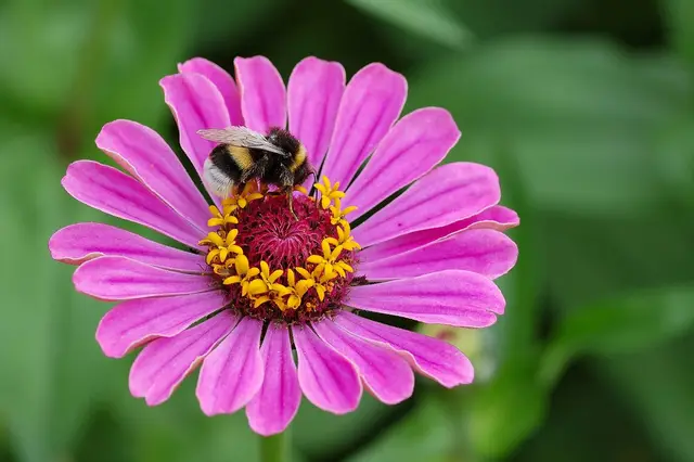 A buff-tailed bumblebee on a pink zinnia flower