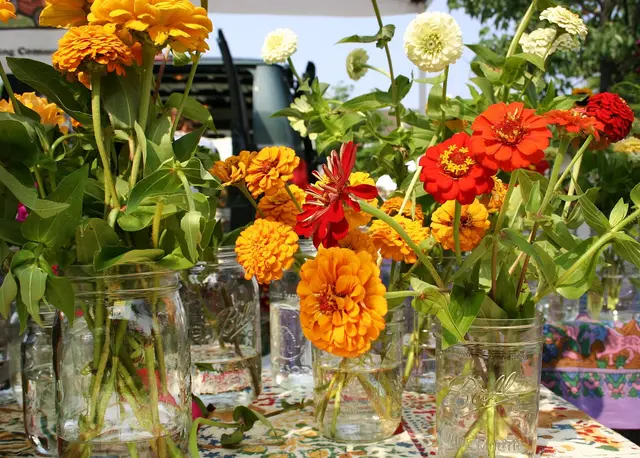 Bunches of freshly cut zinnias in jars at a market stall