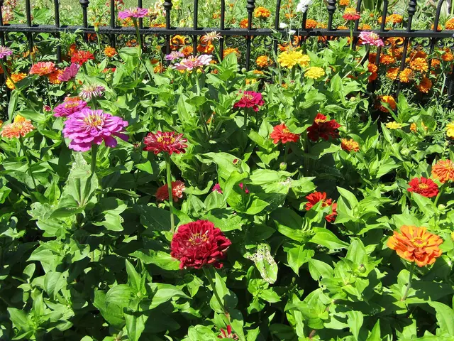 A sunny bed of zinnias in red, pink, orange and yellow