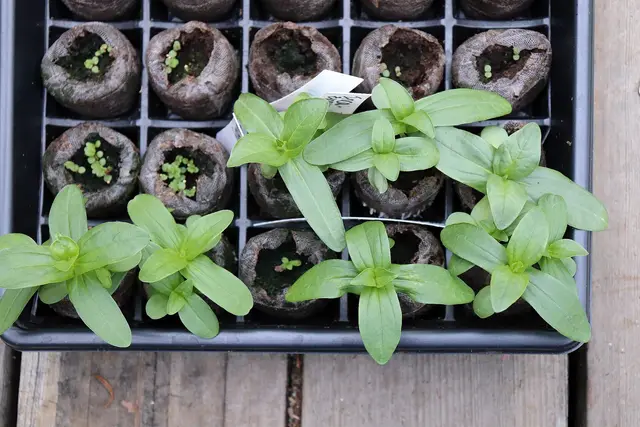 A tray of zinnia seedlings growing in small plugs